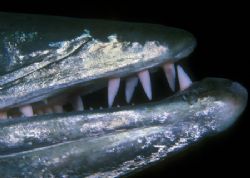 Teeth of the Great Barracuda (Nikon F4, 105mm Macro, Aqua... by Andrew Dawson 
